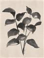 Picture of Black Linen Leaves IV _GroupedProduct_Rectangle_Portrait_Unframed_Print_Only_