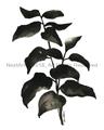 Picture of Black Leaves II _GroupedProduct_Rectangle_Portrait_Unframed_Print_Only_