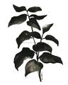 Picture of Black Leaves II _GroupedProduct_Rectangle_Portrait_Unframed_Print_Only_