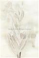 Picture of Transparent Tulip I _GroupedProduct_Rectangle_Portrait_Unframed_Print_Only_