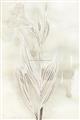 Picture of Transparent Tulip I _GroupedProduct_Rectangle_Portrait_Unframed_Print_Only_