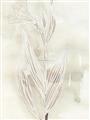 Picture of Transparent Tulip I _GroupedProduct_Rectangle_Portrait_Unframed_Print_Only_