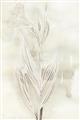 Picture of Transparent Tulip I _GroupedProduct_Rectangle_Portrait_Unframed_Print_Only_