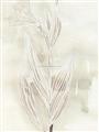 Picture of Transparent Tulip I _GroupedProduct_Rectangle_Portrait_Unframed_Print_Only_