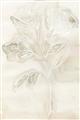 Picture of Transparent Tulip II _GroupedProduct_Rectangle_Portrait_Unframed_Print_Only_