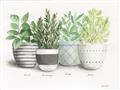 Picture of Pots With Flower _GroupedProduct_Rectangle_Landscape_Unframed_Print_Only_