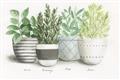 Picture of Pots With Flower _GroupedProduct_Rectangle_Landscape_Unframed_Print_Only_