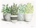 Picture of Pots With Flower _GroupedProduct_Rectangle_Landscape_Unframed_Print_Only_
