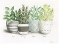 Picture of Pots With Flower _GroupedProduct_Rectangle_Landscape_Unframed_Print_Only_