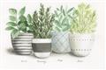 Picture of Pots With Flower _GroupedProduct_Rectangle_Landscape_Unframed_Print_Only_