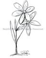 Picture of Single Flower III _GroupedProduct_Rectangle_Portrait_Unframed_Print_Only_