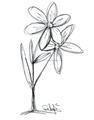 Picture of Single Flower III _GroupedProduct_Rectangle_Portrait_Unframed_Print_Only_