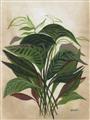 Picture of Tropical Greens _GroupedProduct_Rectangle_Portrait_Unframed_Print_Only_