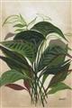 Picture of Tropical Greens _GroupedProduct_Rectangle_Portrait_Unframed_Print_Only_
