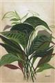 Picture of Tropical Greens _GroupedProduct_Rectangle_Portrait_Unframed_Print_Only_