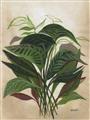 Picture of Tropical Greens _GroupedProduct_Rectangle_Portrait_Unframed_Print_Only_