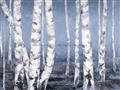 Picture of Plain White Birches _GroupedProduct_Rectangle_Landscape_Unframed_Print_Only_