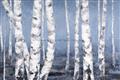 Picture of Plain White Birches _GroupedProduct_Rectangle_Landscape_Unframed_Print_Only_