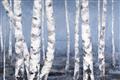 Picture of Plain White Birches _GroupedProduct_Rectangle_Landscape_Unframed_Print_Only_