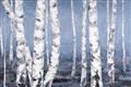 Picture of Plain White Birches _GroupedProduct_Rectangle_Landscape_Unframed_Print_Only_