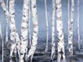 Picture of Plain White Birches _GroupedProduct_Rectangle_Landscape_Unframed_Print_Only_