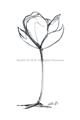 Picture of Single Flower I _GroupedProduct_Rectangle_Portrait_Unframed_Print_Only_