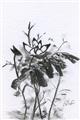 Picture of Black Daisy I _GroupedProduct_Rectangle_Portrait_Unframed_Print_Only_