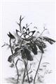 Picture of Black Daisy I _GroupedProduct_Rectangle_Portrait_Unframed_Print_Only_