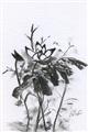 Picture of Black Daisy I _GroupedProduct_Rectangle_Portrait_Unframed_Print_Only_