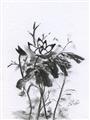 Picture of Black Daisy I _GroupedProduct_Rectangle_Portrait_Unframed_Print_Only_