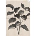 Picture of Black Linen Leaves IV _GroupedProduct_Rectangle_Portrait_Unframed_Print_Only_