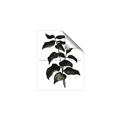 Picture of Black Leaves II _GroupedProduct_Rectangle_Portrait_Unframed_Print_Only_