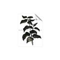 Picture of Black Leaves II _GroupedProduct_Rectangle_Portrait_Unframed_Print_Only_