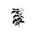 Picture of Black Leaves II _GroupedProduct_Rectangle_Portrait_Unframed_Print_Only_