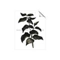 Picture of Black Leaves II _GroupedProduct_Rectangle_Portrait_Unframed_Print_Only_