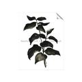 Picture of Black Leaves II _GroupedProduct_Rectangle_Portrait_Unframed_Print_Only_