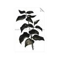 Picture of Black Leaves II _GroupedProduct_Rectangle_Portrait_Unframed_Print_Only_