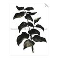 Picture of Black Leaves II _GroupedProduct_Rectangle_Portrait_Unframed_Print_Only_