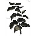 Picture of Black Leaves II _GroupedProduct_Rectangle_Portrait_Unframed_Print_Only_