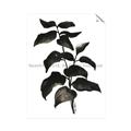 Picture of Black Leaves II _GroupedProduct_Rectangle_Portrait_Unframed_Print_Only_