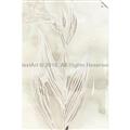 Picture of Transparent Tulip I _GroupedProduct_Rectangle_Portrait_Unframed_Print_Only_