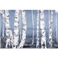 Picture of Plain White Birches _GroupedProduct_Rectangle_Landscape_Unframed_Print_Only_