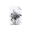Picture of Black Daisy I _GroupedProduct_Rectangle_Portrait_Unframed_Print_Only_