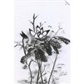 Picture of Black Daisy I _GroupedProduct_Rectangle_Portrait_Unframed_Print_Only_