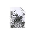 Picture of Black Daisy II _GroupedProduct_Rectangle_Portrait_Unframed_Print_Only_