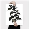 Picture of Black Leaves II _GroupedProduct_Rectangle_Portrait_Canvas_