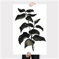 Picture of Black Leaves II _GroupedProduct_Rectangle_Portrait_Canvas_