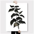 Picture of Black Leaves II _GroupedProduct_Rectangle_Portrait_Canvas_