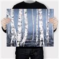Picture of Plain White Birches _GroupedProduct_Rectangle_Landscape_Canvas_