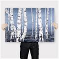 Picture of Plain White Birches _GroupedProduct_Rectangle_Landscape_Canvas_